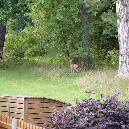 Ferienwohnung Im Wald Mit Kamin Bad Harzburg Dış mekan fotoğraf