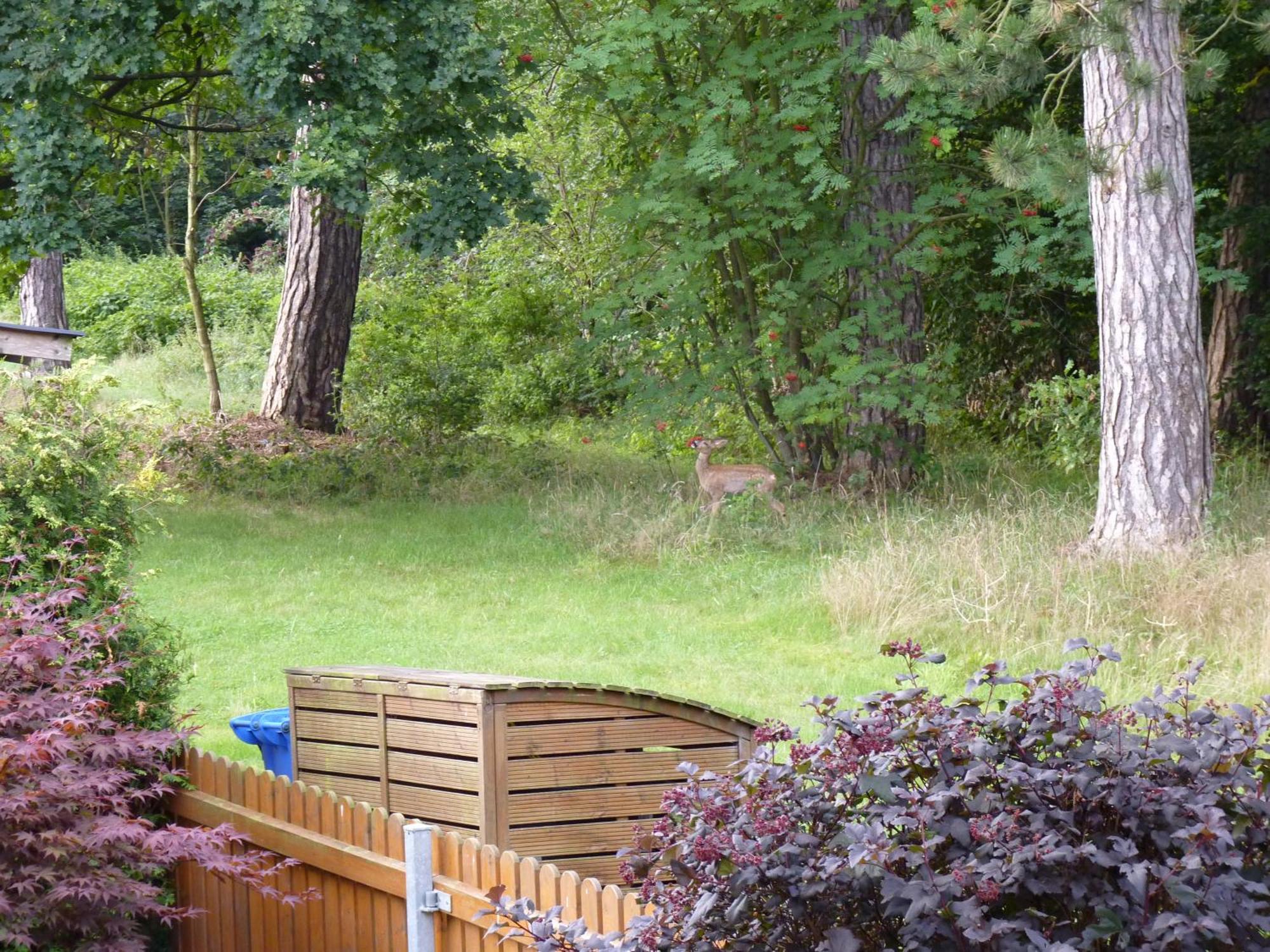 Ferienwohnung Im Wald Mit Kamin Bad Harzburg Dış mekan fotoğraf